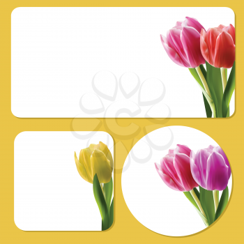 Tulip flowers on a white background templates