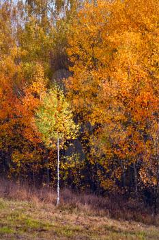 Royalty Free Photo of a Birch Autumnal Forest