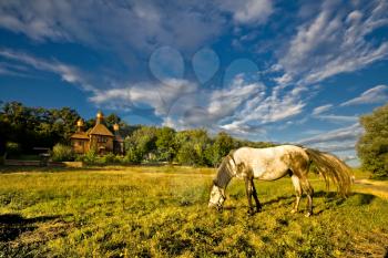 Royalty Free Photo of a Horse Grazing in a Field