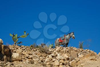 Royalty Free Photo of a Horse, Standing on Top of Rocks