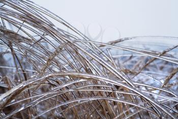 Royalty Free Photo of Icy Grass