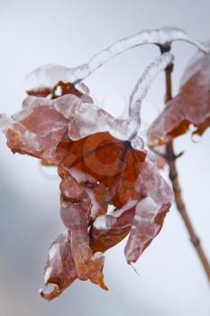 Royalty Free Photo of Icy Maple Leafs