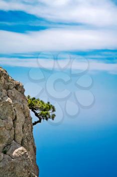 Royalty Free Photo of a Lonely Pine on a Rocky Cliff