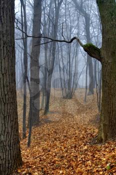 Royalty Free Photo of a Forest in the Ukraine