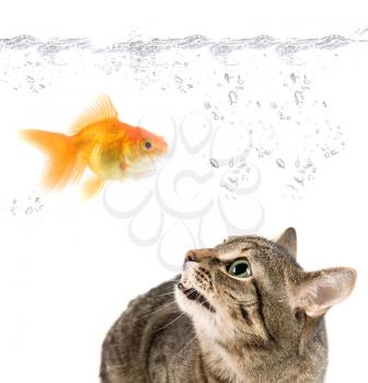 Royalty Free Photo of a Cat Watching a Goldfish in a Bowl