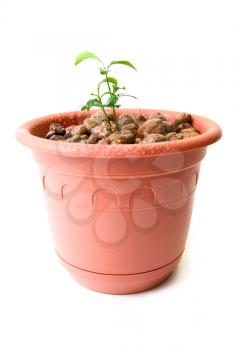 Baby plant in small flower pot. Isolated on white background