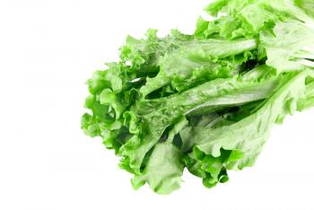 Royalty Free Photo of Lettuce 