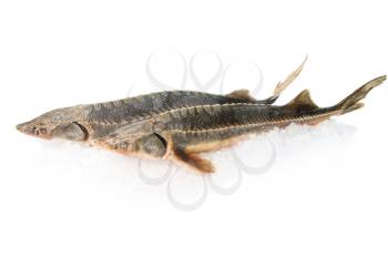 two sterlet fish isolated on a white background