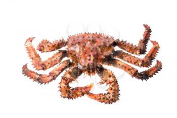 King crab isolated on a white background
