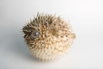 Royalty Free Photo of a Porcupine Fish