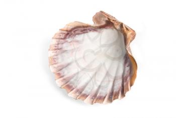 Royalty Free Photo of a Seashell 