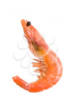 King Shrimp isolated on white background