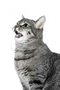 Royalty Free Photo of a Cat Meowing