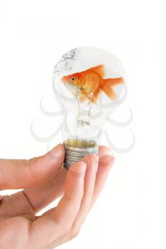 Royalty Free Photo of a Person Holding a Goldfish in a Lightbulb