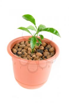 Royalty Free Photo of a Plant in a Flowerpot 