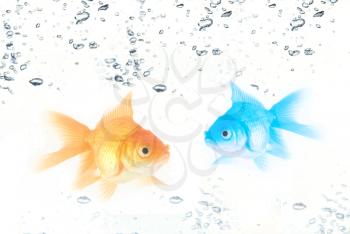 Royalty Free Photo of Goldfish in the Water
