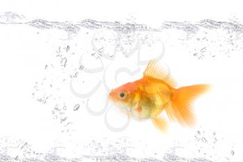 Royalty Free Photo of a Goldfish