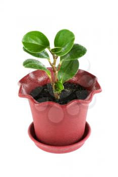 ficus plant at pot isolated on a white