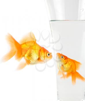 Royalty Free Photo of Two Goldfish