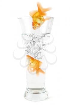 Royalty Free Photo of Goldfish Jumping into a Glass of Water