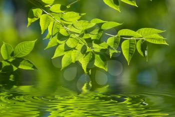 Royalty Free Photo of Leaves Reflected in Water