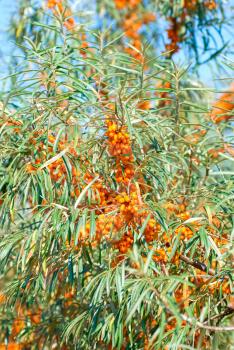 Royalty Free Photo of Branches of Sea-Buckthorn With Berries