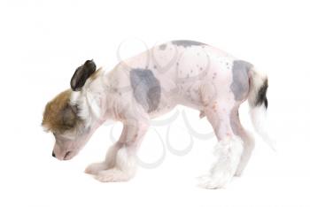 Royalty Free Photo of a Chinese Crested Puppy