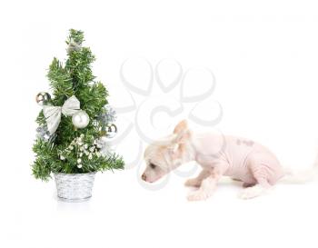 Chinese Crested puppy with firtree isolated on a white
