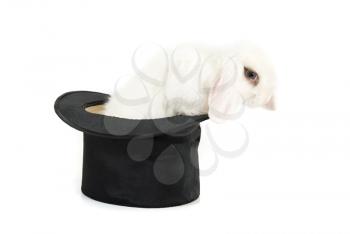 Royalty Free Photo of a Rabbit in a Top Hat
