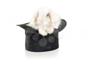 Royalty Free Photo of a Rabbit in a Top Hat