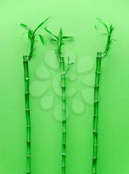 Royalty Free Photo of Bamboo Plants