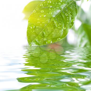 Royalty Free Photo of a Green Leaf Above Water