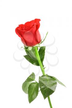 Royalty Free Photo of a Red Rose