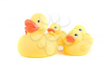 yellow ducks isolated on a white background