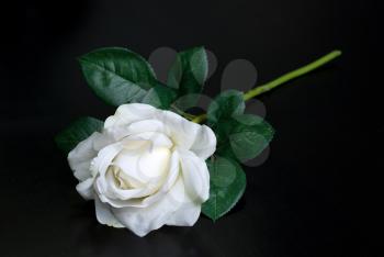 Royalty Free Photo of a White Rose