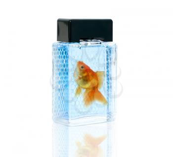 Royalty Free Photo of a Goldfish in a Perfume Bottle