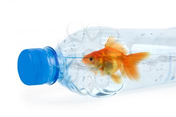 Royalty Free Photo of a Goldfish in a Water Bottle