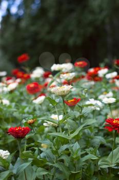 Royalty Free Photo of a Flowerbed