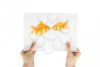 Royalty Free Photo of Someone Holding a Picture of Goldfishes