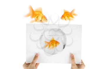 Royalty Free Photo of Goldfishes