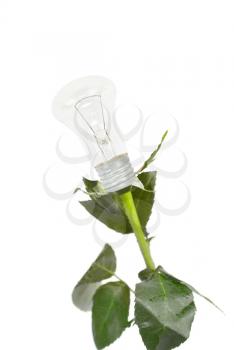 Royalty Free Photo of a Light Bulb Flower