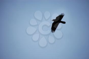 Royalty Free Photo of a Black Crow Flying
