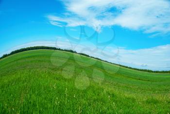 nature background with fresh grass and sky