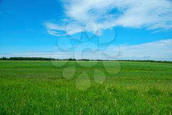 nature background with fresh grass and sky