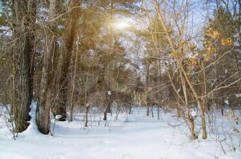 Winter Forest at nice day