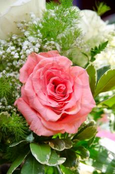 rose flower closeup, natural background