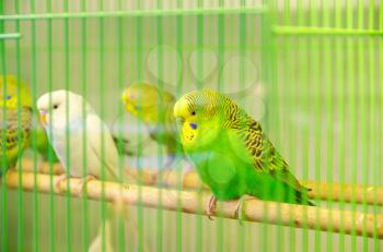 beautiful parrots in cage