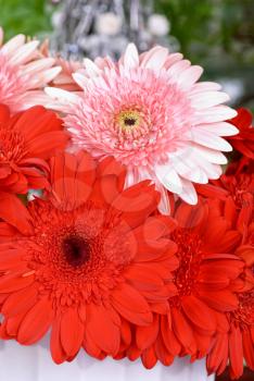 Colorful bright red and pink gerbera flowers, close up