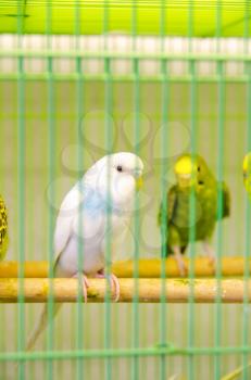 photo of a beautiful parrots in the cage