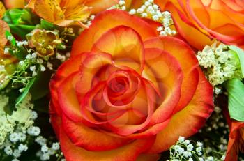 closeup of vibrant orange roses flower bouquet